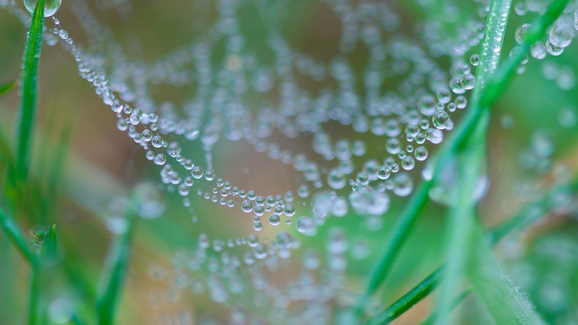 spider_webs_spider_drops_dew_83425_1920x1080