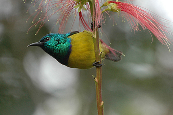 sunbird Collaredsunbird. tom tarrant