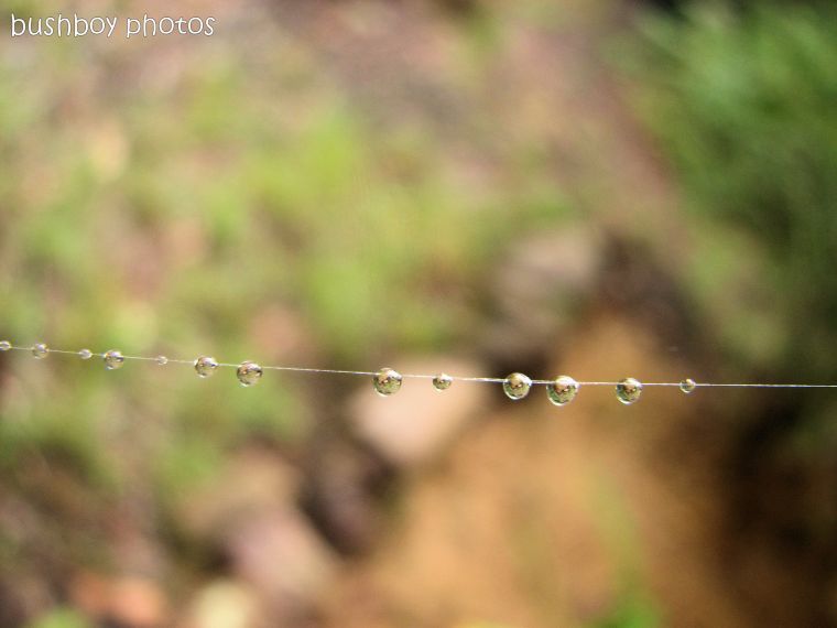 brian dodd dewdrops web