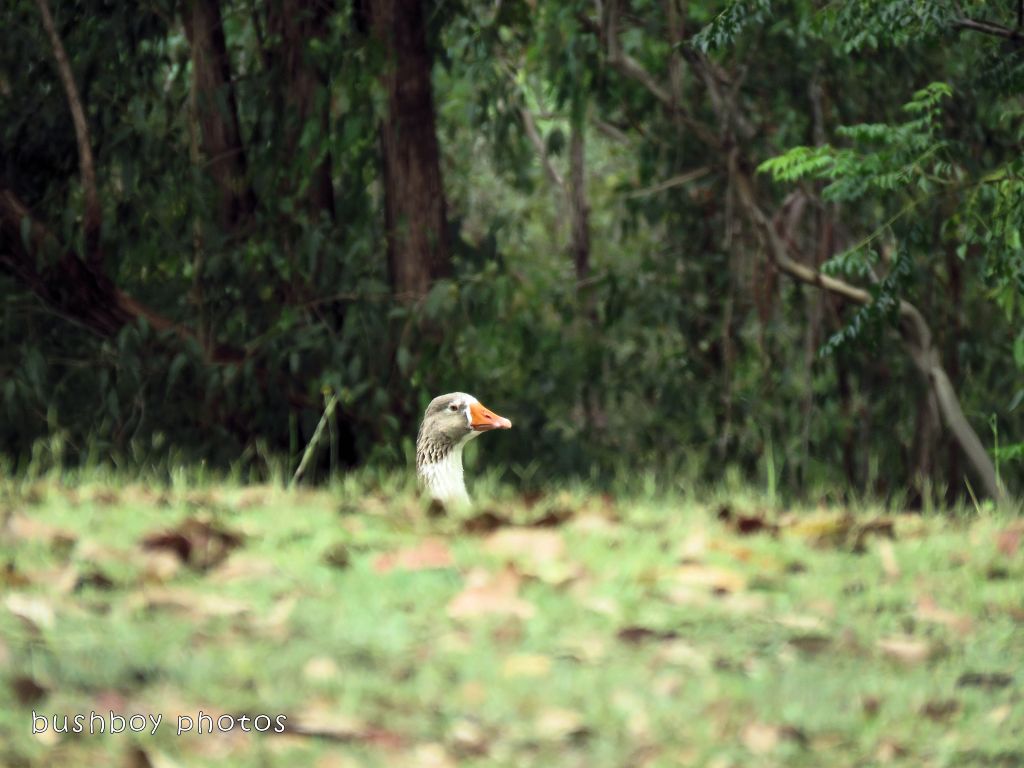 The goose