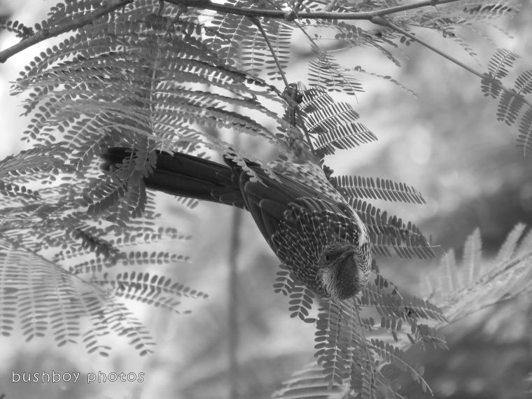 Bushboy photos by Brian Dodd