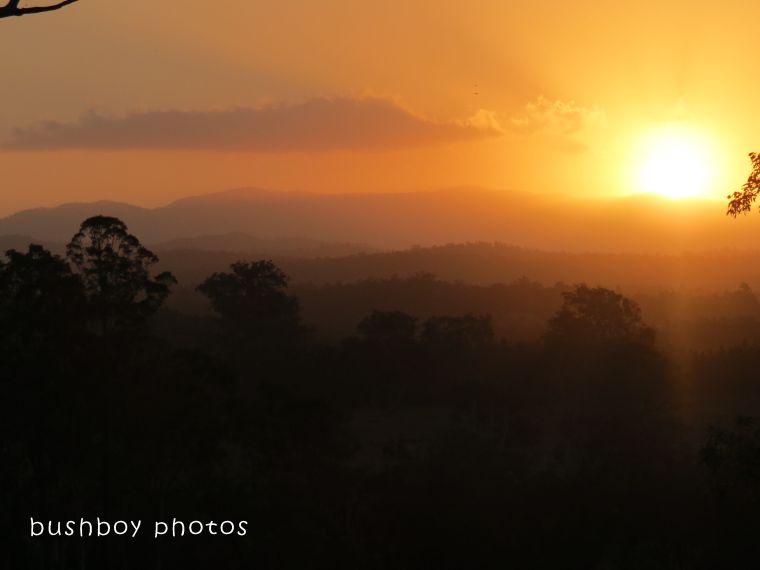 brian dodd - bushboy photos