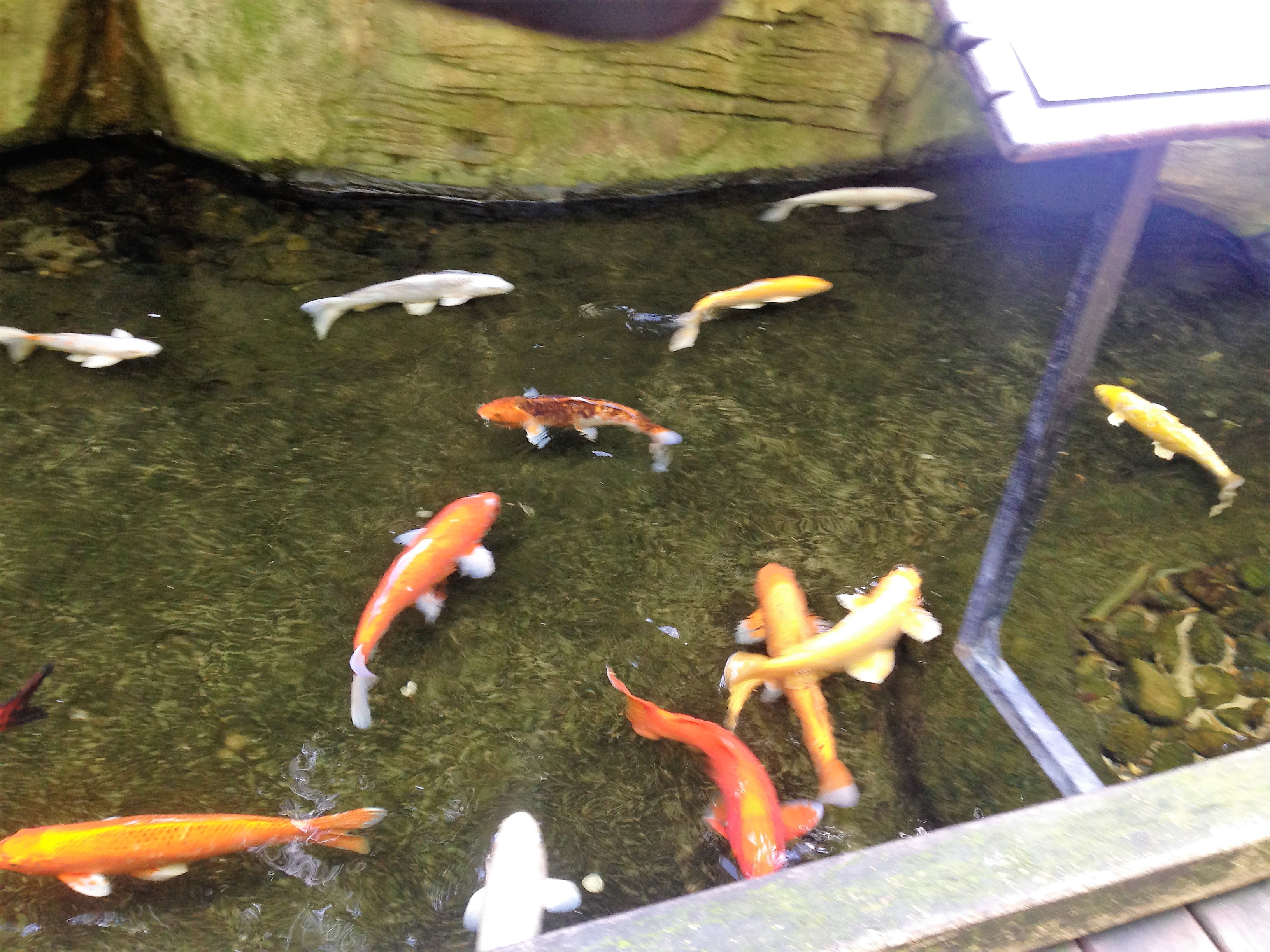 Goldfish