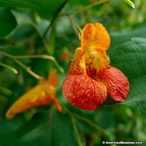 impatiens_capensis.jpg American Meadows